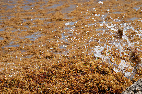 20260524_Birds_Sea Weed_Fisher_DSC05774