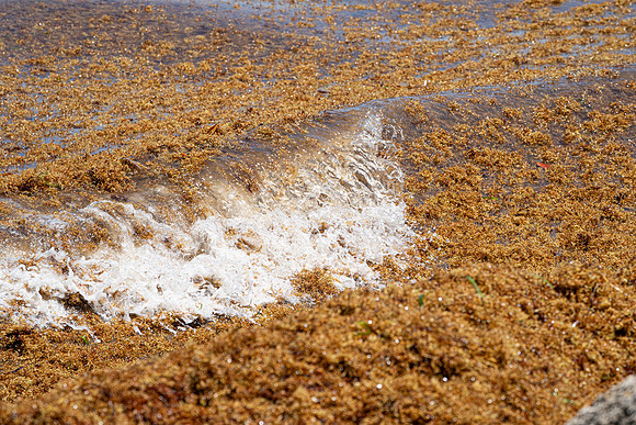 20260524_Birds_Sea Weed_Fisher_DSC05780
