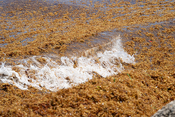 20260524_Birds_Sea Weed_Fisher_DSC05782