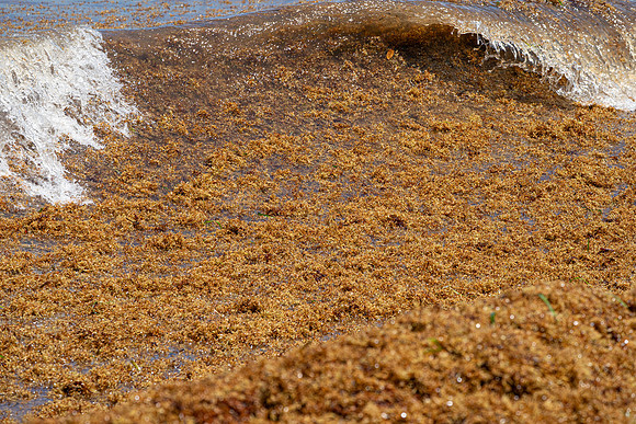 20260524_Birds_Sea Weed_Fisher_DSC05798