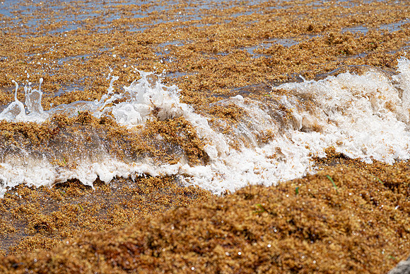 20260524_Birds_Sea Weed_Fisher_DSC05806
