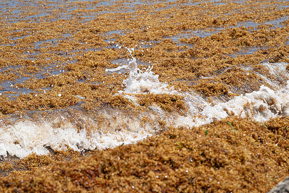 20260524_Birds_Sea Weed_Fisher_DSC05810