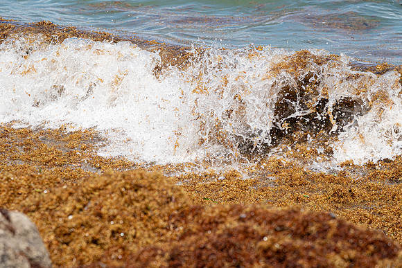 20260524_Birds_Sea Weed_Fisher_DSC05840