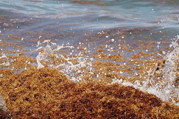 20260524_Birds_Sea Weed_Fisher_DSC05865