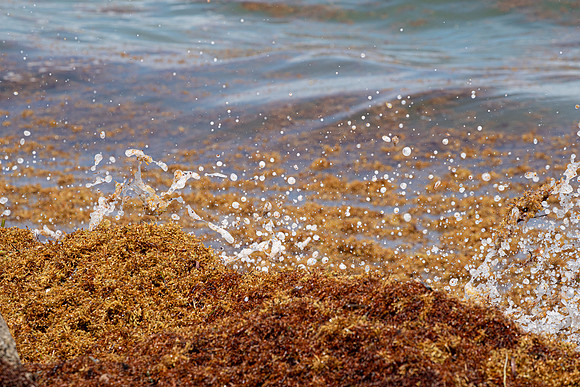 20260524_Birds_Sea Weed_Fisher_DSC05867