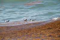 20260524_Birds_Sea Weed_Fisher_DSC05538