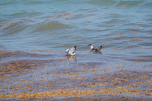 20260524_Birds_Sea Weed_Fisher_DSC05526