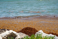 20260524_Birds_Sea Weed_Fisher_DSC05541