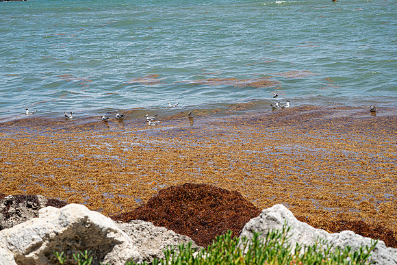 20260524_Birds_Sea Weed_Fisher_DSC05541