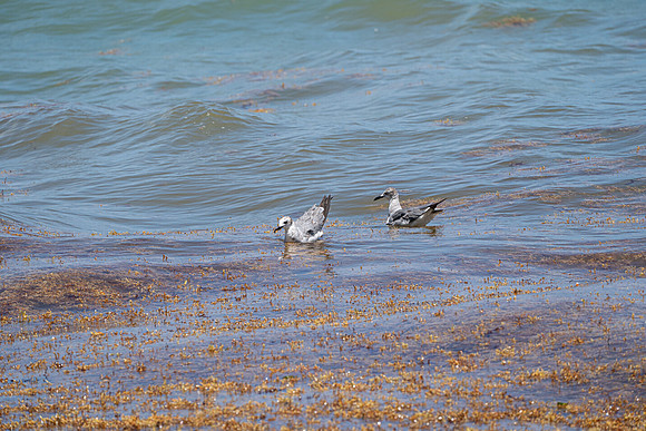 20260524_Birds_Sea Weed_Fisher_DSC05529