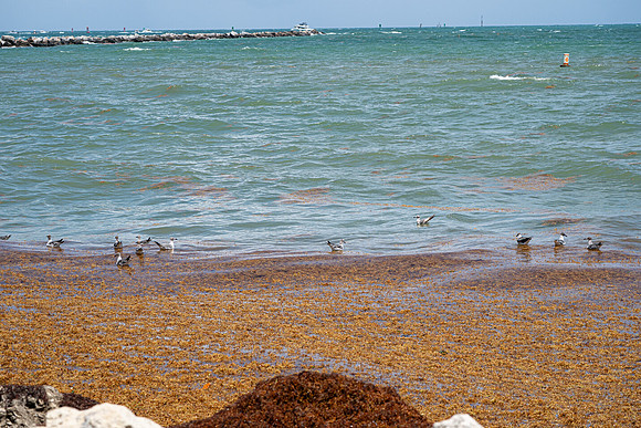 20260524_Birds_Sea Weed_Fisher_DSC05549