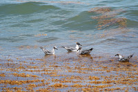 20260524_Birds_Sea Weed_Fisher_DSC05555
