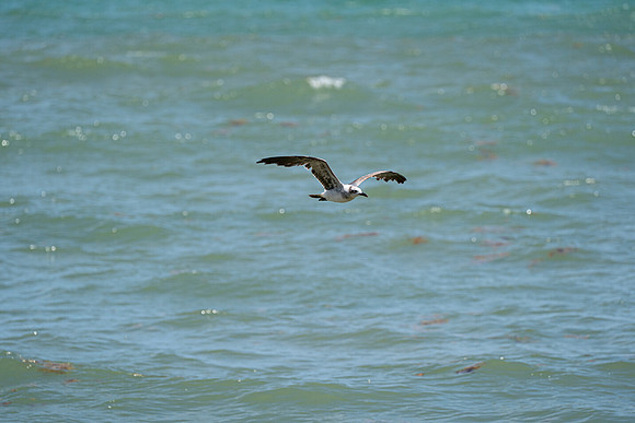 20260524_Birds_Sea Weed_Fisher_DSC05577
