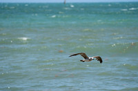 20260524_Birds_Sea Weed_Fisher_DSC05578