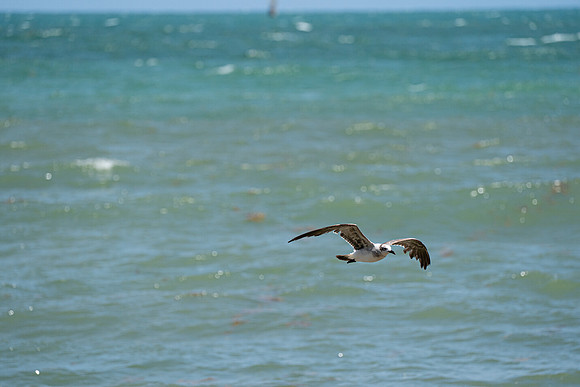 20260524_Birds_Sea Weed_Fisher_DSC05578