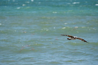 20260524_Birds_Sea Weed_Fisher_DSC05581