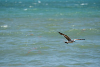 20260524_Birds_Sea Weed_Fisher_DSC05580