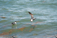 20260524_Birds_Sea Weed_Fisher_DSC05585