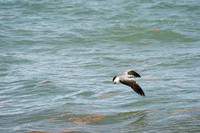 20260524_Birds_Sea Weed_Fisher_DSC05588