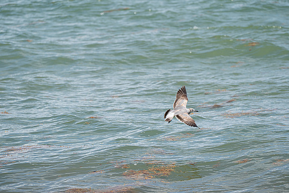 20260524_Birds_Sea Weed_Fisher_DSC05587