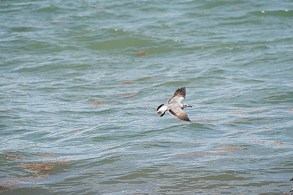 20260524_Birds_Sea Weed_Fisher_DSC05591