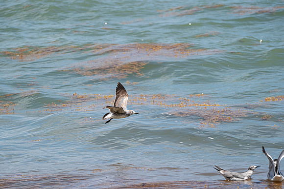 20260524_Birds_Sea Weed_Fisher_DSC05608
