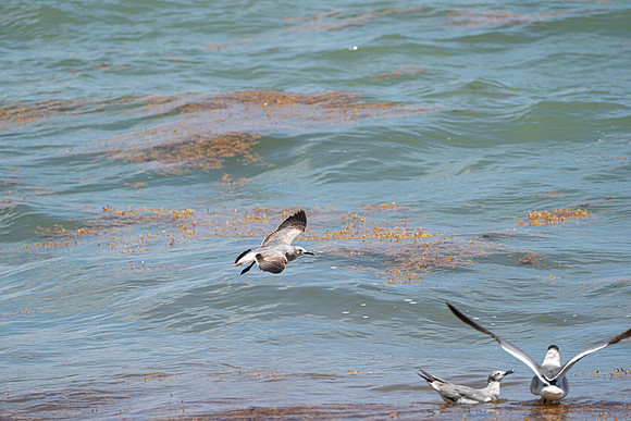 20260524_Birds_Sea Weed_Fisher_DSC05609