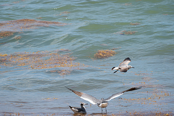 20260524_Birds_Sea Weed_Fisher_DSC05614