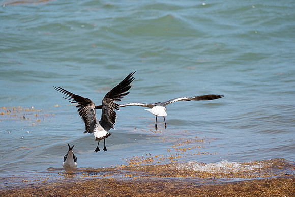 20260524_Birds_Sea Weed_Fisher_DSC05616