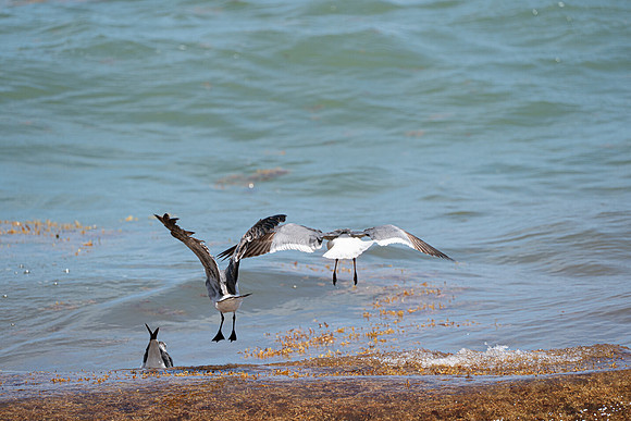 20260524_Birds_Sea Weed_Fisher_DSC05617