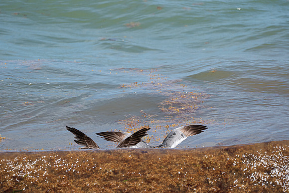20260524_Birds_Sea Weed_Fisher_DSC05624