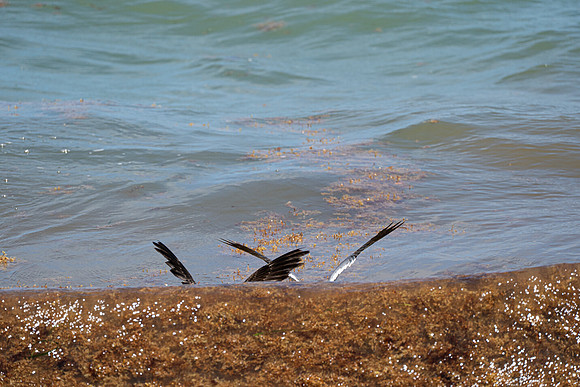 20260524_Birds_Sea Weed_Fisher_DSC05625