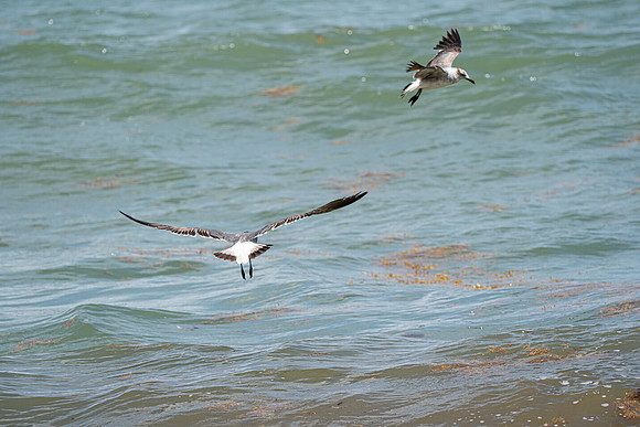 20260524_Birds_Sea Weed_Fisher_DSC05628