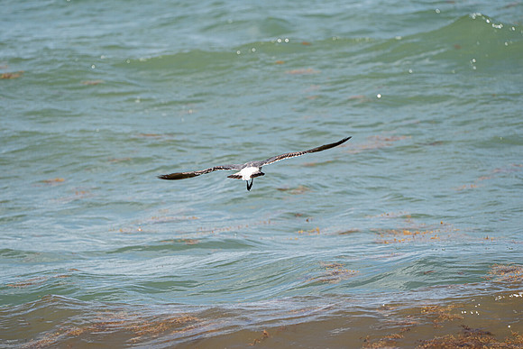 20260524_Birds_Sea Weed_Fisher_DSC05637