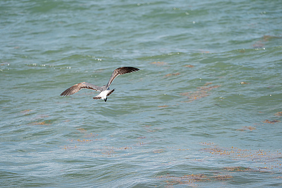 20260524_Birds_Sea Weed_Fisher_DSC05644