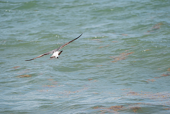 20260524_Birds_Sea Weed_Fisher_DSC05646