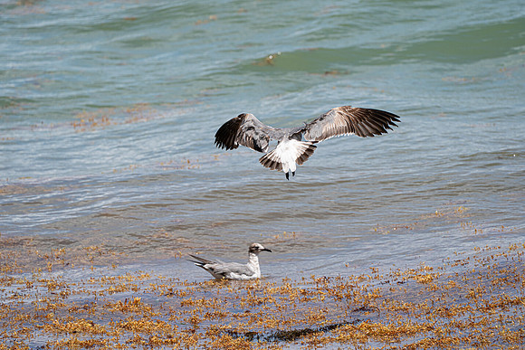 20260524_Birds_Sea Weed_Fisher_DSC05664