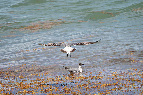 20260524_Birds_Sea Weed_Fisher_DSC05665