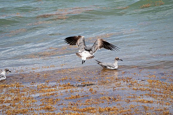 20260524_Birds_Sea Weed_Fisher_DSC05666