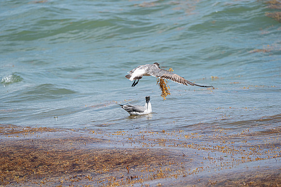 20260524_Birds_Sea Weed_Fisher_DSC05669