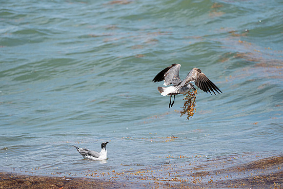 20260524_Birds_Sea Weed_Fisher_DSC05671