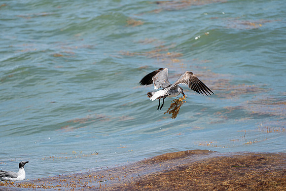 20260524_Birds_Sea Weed_Fisher_DSC05675