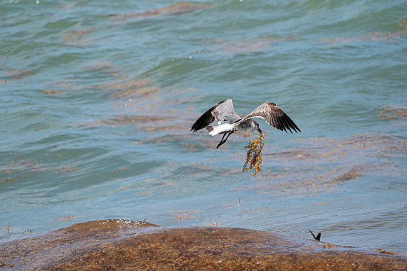 20260524_Birds_Sea Weed_Fisher_DSC05679
