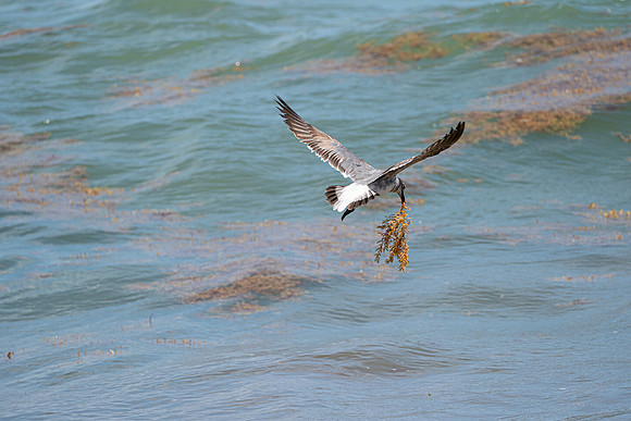 20260524_Birds_Sea Weed_Fisher_DSC05684