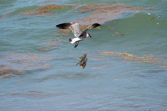 20260524_Birds_Sea Weed_Fisher_DSC05687