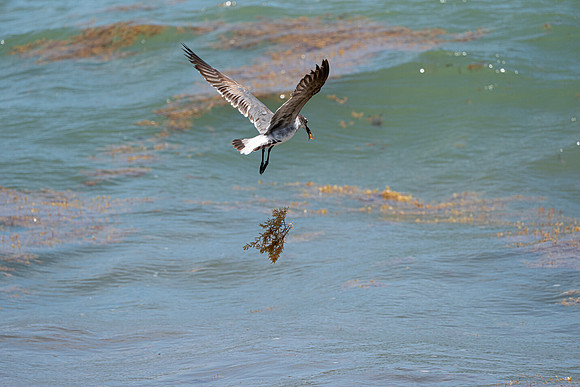 20260524_Birds_Sea Weed_Fisher_DSC05688