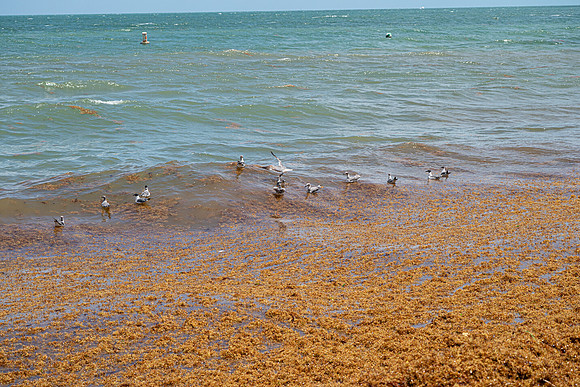 20260524_Birds_Sea Weed_Fisher_DSC05706