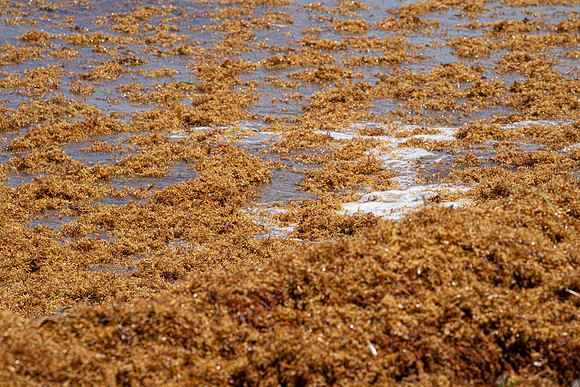 20260524_Birds_Sea Weed_Fisher_DSC05708