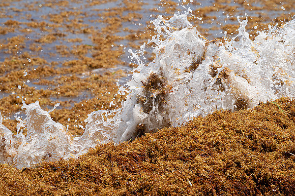 20260524_Birds_Sea Weed_Fisher_DSC05709