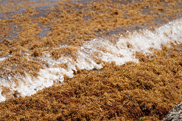 20260524_Birds_Sea Weed_Fisher_DSC05716